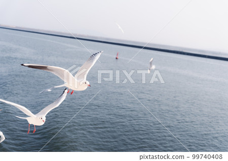 一群海鷗飛過海面 99740408