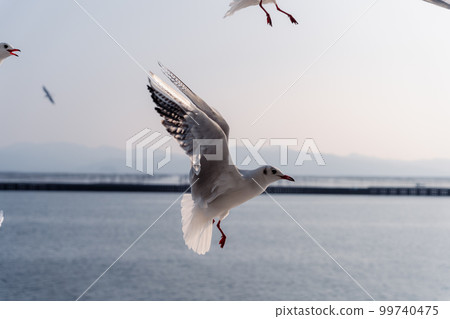 Flock of seagulls seen from the ferry 99740475
