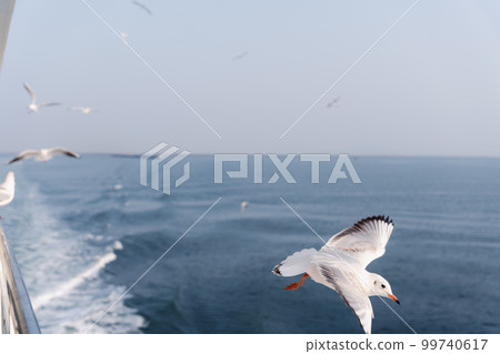 Flock of seagulls seen from the ferry 99740617