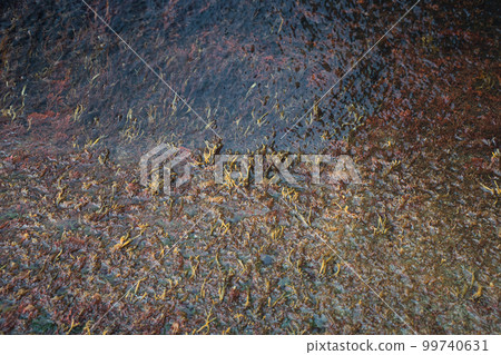 Seaweed growing on concrete revetment construction in Yaezuhama, Toyama City 99740631