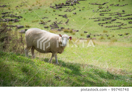 Sheep in agriculture field near One Tree Hill volcanic area in Auckland, North Island, New Zealand. Sheep in agriculture field near One Tree Hill volcanic area in Auckland, North Island, New Zealand. 99740748