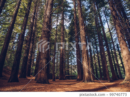 The Big Red Woods forest in Te Mata Peak of Hawke's Bay region, New Zealand. The Big Red Woods forest in Te Mata Peak of Hawke's Bay region, New Zealand. 99740773