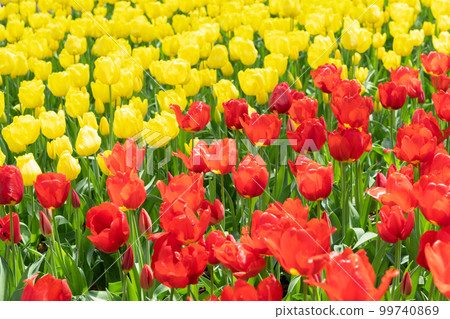 Tulip flower Tulip flower 99740869