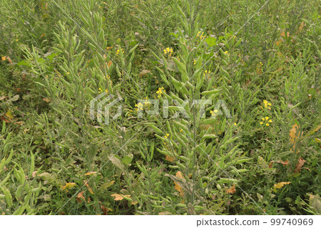 mustard on farm for harvest mustard on farm for harvest 99740969