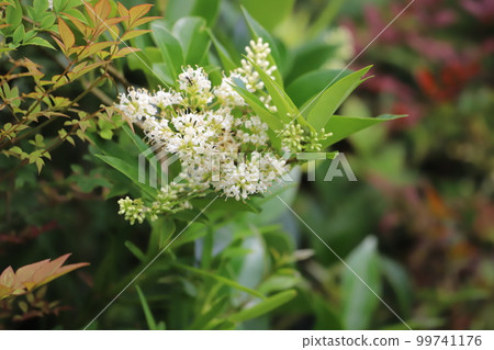 Rat bean flower 99741176