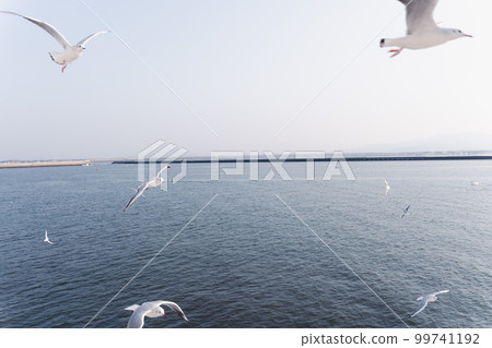 A flock of seagulls flying over the sea 99741192