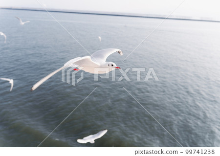 Flock of seagulls seen from the ferry 99741238