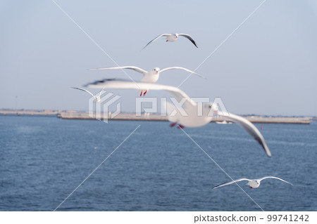 從渡輪看到的海鷗群 從渡輪看到的海鷗群 99741242