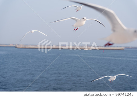 Flock of seagulls seen from the ferry Flock of seagulls seen from the ferry 99741243