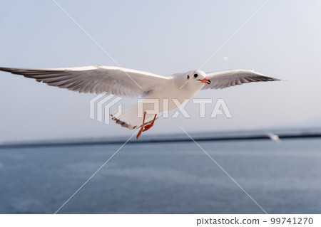 一隻海鷗飛過海面 99741270