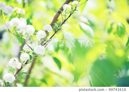 Cute Kodemari Flower Old Lens 99741618