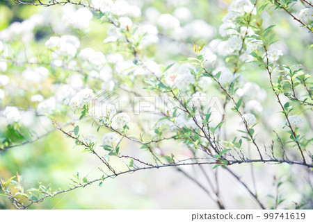 Cute Kodemari Flower Old Lens 99741619