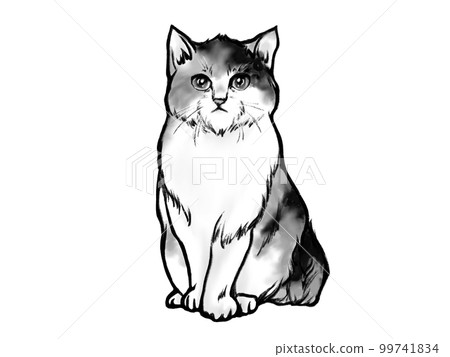 正面緬因浣熊（印花布貓）插圖素材（單色） 99741834