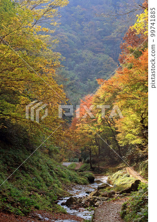 Fall fall monkey waterfall 99741885