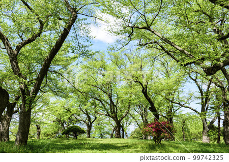 From Eboshiyama Park, Nanyo City, Yamagata Prefecture, in the fresh greenery From Eboshiyama Park, Nanyo City, Yamagata Prefecture, in the fresh greenery 99742325