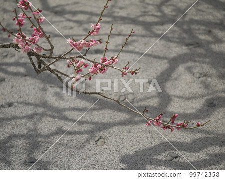 東京神大植物園早春梅花風光【花草】 東京神大植物園早春梅花風光【花草】 99742358