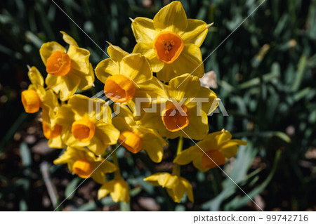 Yellow daffodils 99742716