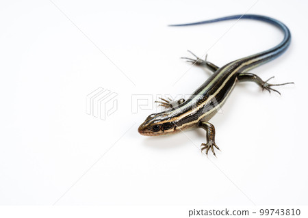 Japanese lizard 99743810