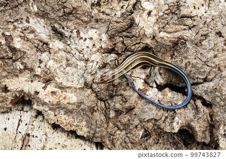 Japanese lizard 99743827