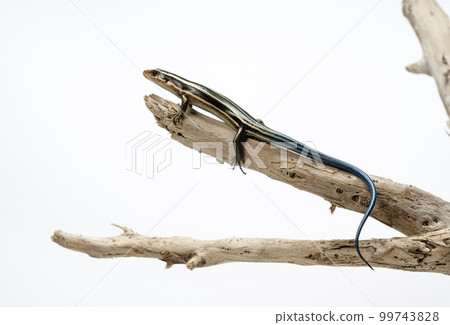 Japanese lizard 99743828