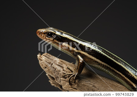 Japanese lizard 99743829