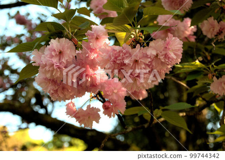 八櫻春天的景色 99744342