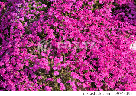 芝櫻花 春天的風景 芝櫻花 春天的風景 99744393
