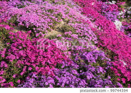 芝櫻花 春天的風景 芝櫻花 春天的風景 99744394