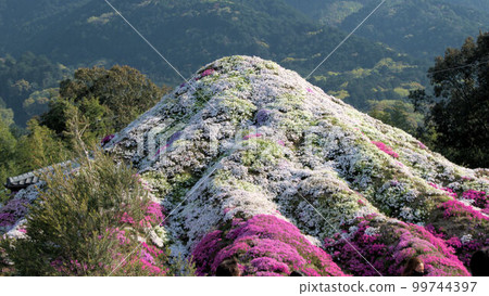 芝櫻花 春天的風景 芝櫻花 春天的風景 99744397