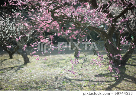 早春梅徑 早春梅徑 99744553