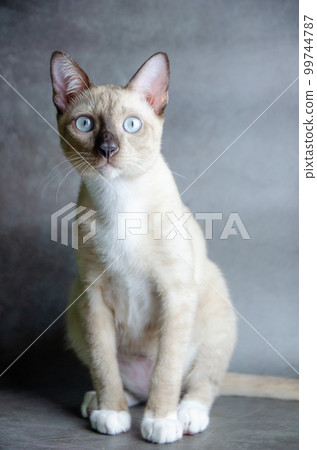 portrait of siamese cat on grey background, selective focus portrait of siamese cat on grey background, selective focus 99744787