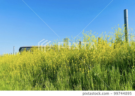 Rape blossoms Rape blossoms 99744895