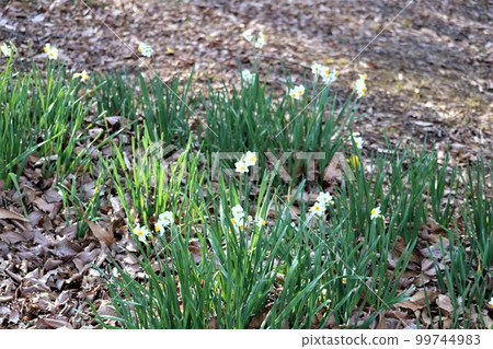 Daffodils blooming promenade Mikamoyama waiting for spring 99744983