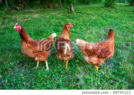Three free range Rhode Island Red farm chickens hens in green grass Three free range Rhode Island Red farm chickens hens in green grass 99745321