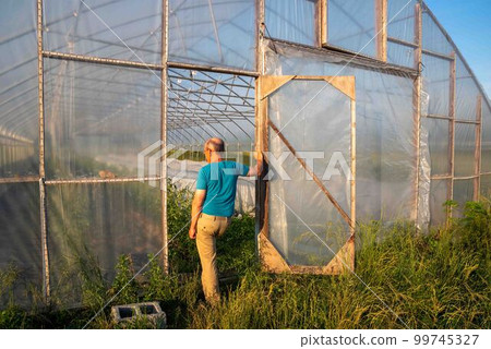 Farmer in greenhouse door inspects interior rows of organic vegetables Farmer in greenhouse door inspects interior rows of organic vegetables 99745327