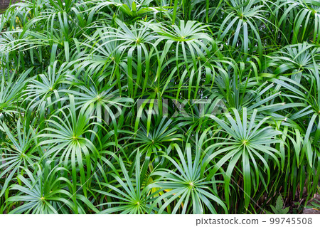 Umbrella papyrus with green leaves background 99745508