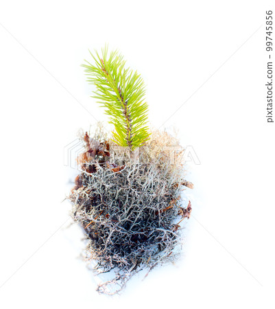 Decorations for your winter garden from dwarf pine, delicate lichens and mosses Decorations for your winter garden from dwarf pine, delicate lichens and mosses 99745856