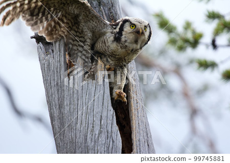 female hawk owl flies from tree hole where nest female hawk owl flies from tree hole where nest 99745881