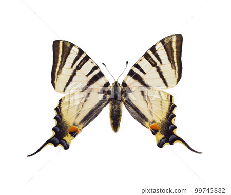 Iphiclides podalirius Iphiclides podalirius 99745882