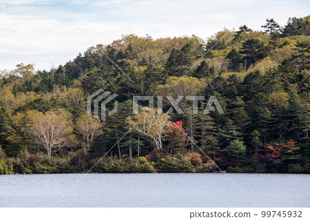 Shirakomakike秋葉 99745932