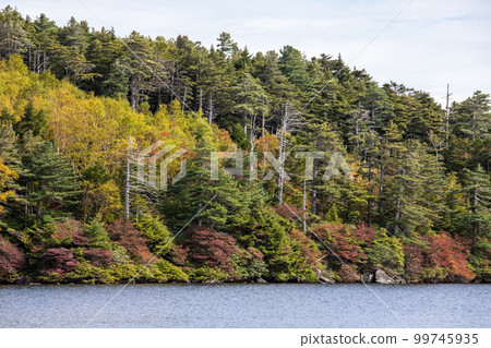 Shirakomakike秋葉 99745935