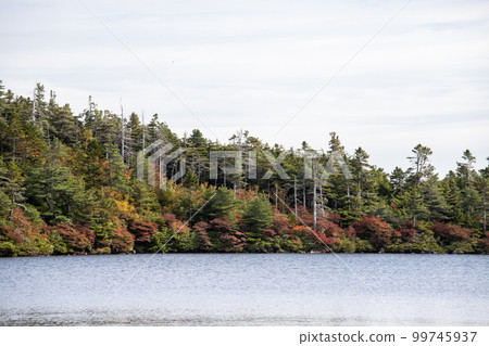 Autumn leaves of Shirakomakike 99745937