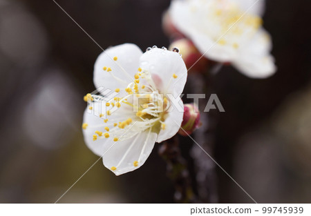 白色雨季宏 99745939