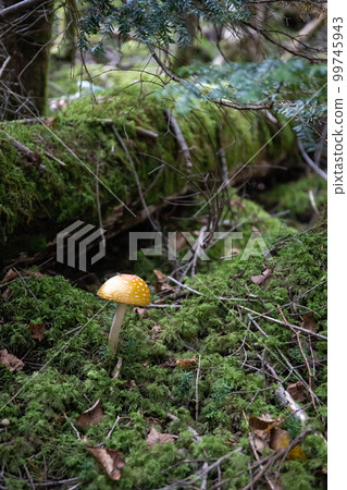 Shirakoma pond mushroom 99745943