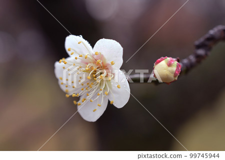 White rainy season macro 99745944