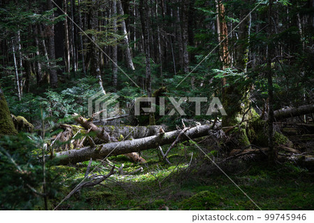 Shirakome池塘的青苔和原始森林 99745946