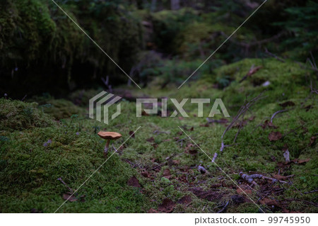 白駒池菇 白駒池菇 99745950