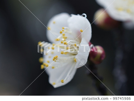 白色雨季宏 99745986