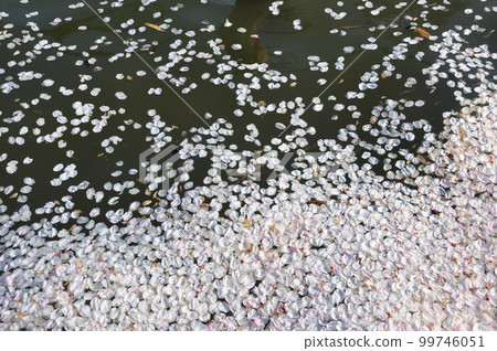 A raft of cherry blossoms drifting on the surface of the water A raft of cherry blossoms drifting on the surface of the water 99746051