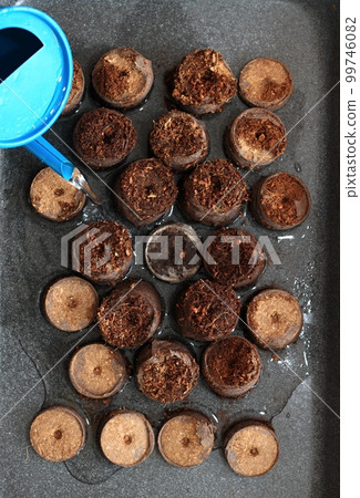 Watering seeds cultivated in peat pellet tablets 99746082